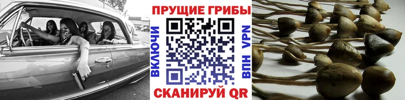 Галлюциногенные грибы Psilocybine cubensis  закладки  Славск 